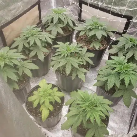 grand daddy purple