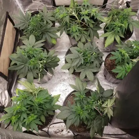 grand daddy purple