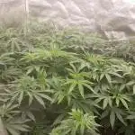grand daddy purple