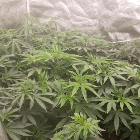 grand daddy purple