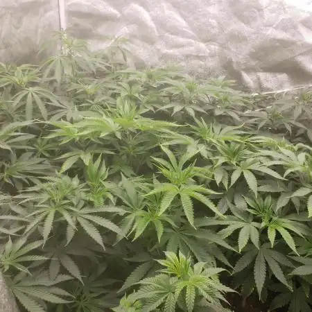 grand daddy purple