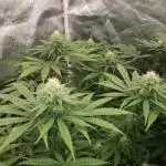 peanut butter herijuana