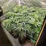 peanut butter herijuana