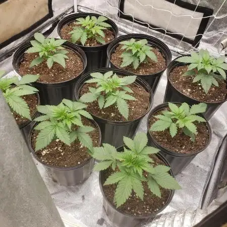 herijuana