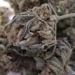 bananna bubba kush