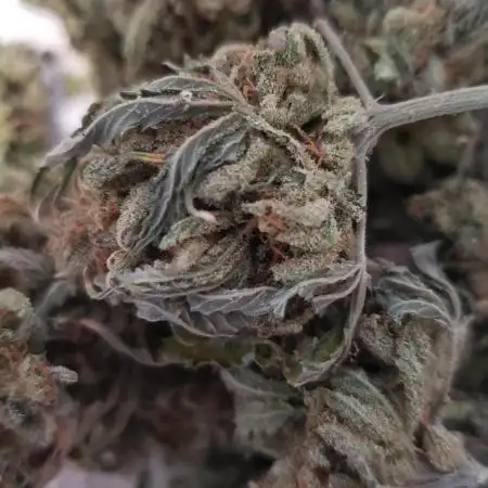 bananna bubba kush