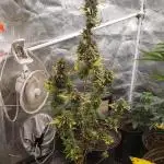 northern skunk (auto)