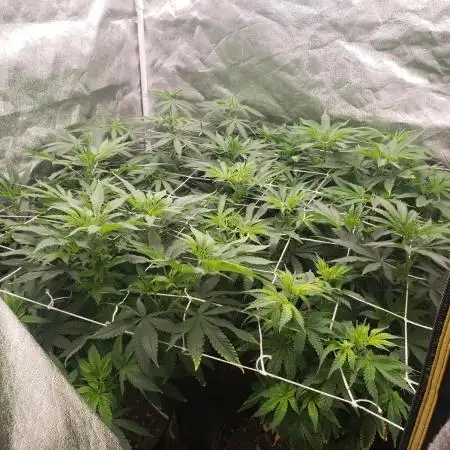 grand daddy purple