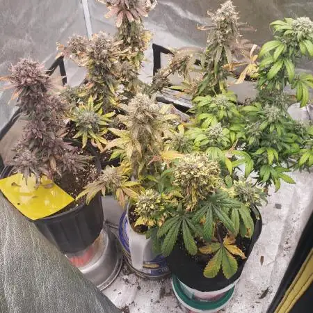 tuna kush