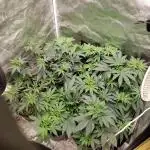 herijuana  (photo)
