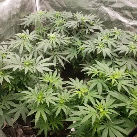 grand daddy purple