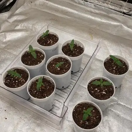 herijuana