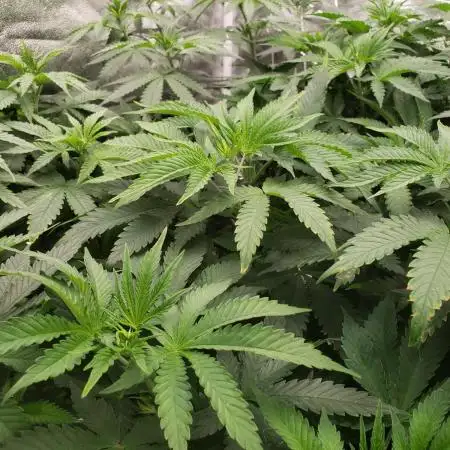 herijuana