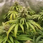 peanut butter herijuana