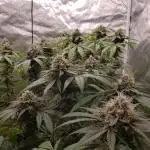 bubba kush (photo)