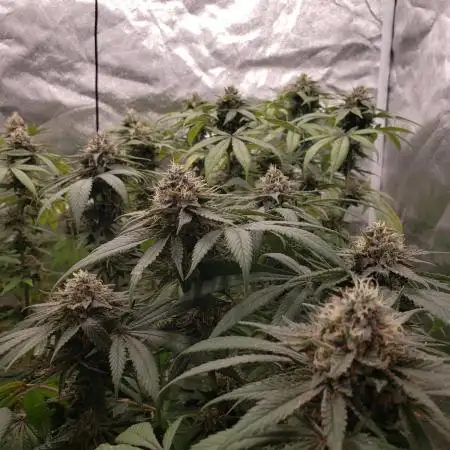 bubba kush (photo)
