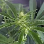 peanut butter herijuana