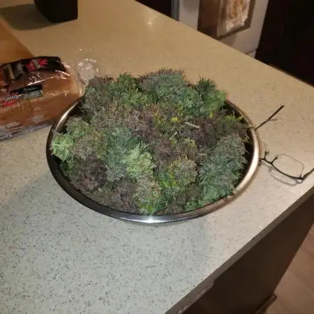 grand daddy purple