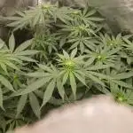 herijuana