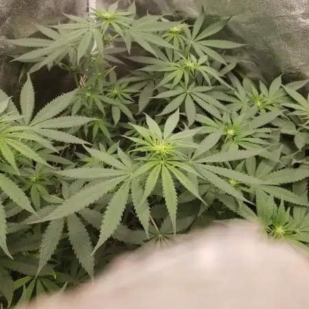 herijuana