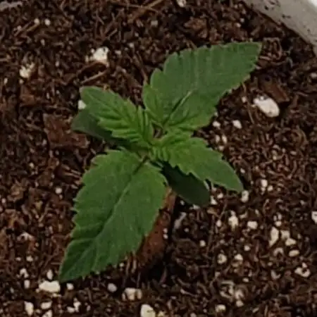 grand daddy purple