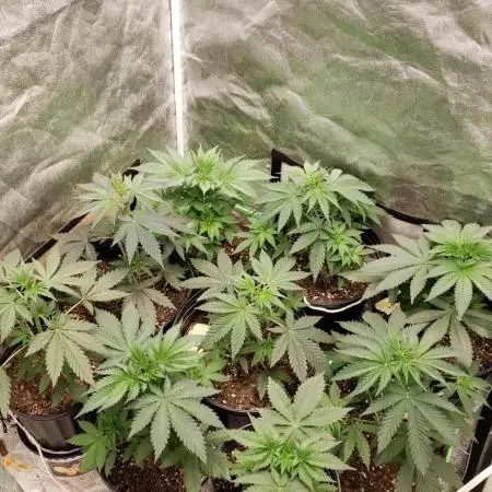 herijuana  (photo)