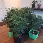 peanut butter herijuana