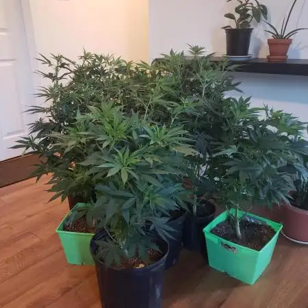 peanut butter herijuana