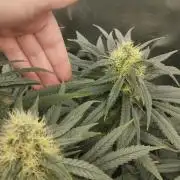 Bubblegum sherbert