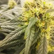 Bubblegum sherbert