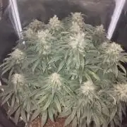 Bubblegum sherbert