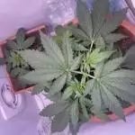 first grow 111w S.I.L 45x53x90