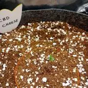 CBD Cheese
