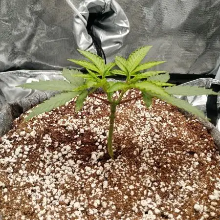 Blueberry Muffin
