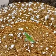 Original Blue Cheese