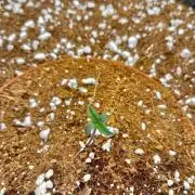 Original Blue Cheese