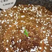 CBD Cheese