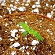 Original Blue Cheese