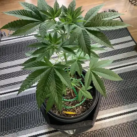Grow 3 Afghan Kush x Skunk #1 Photo