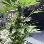 Grow 3 Afghan Kush x Skunk #1 Photo