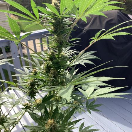Grow 3 Afghan Kush x Skunk #1 Photo