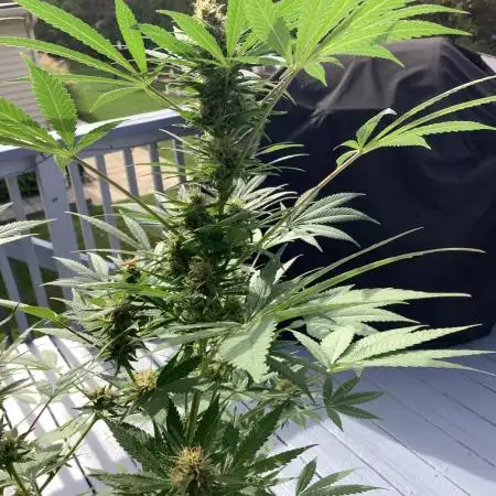 Grow 3 Afghan Kush x Skunk #1 Photo