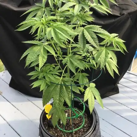 Grow 3 Afghan Kush x Skunk #1 Photo