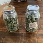 Grow 3 Afghan Kush x Skunk #1 Photo