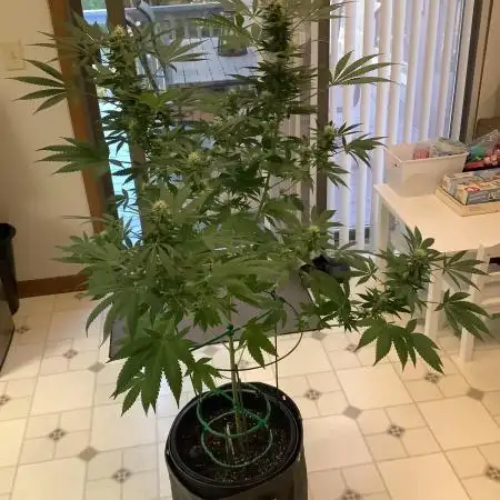 Grow 3 Afghan Kush x Skunk #1 Photo