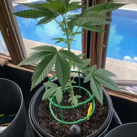 Grow 3 Afghan Kush x Skunk #1 Photo