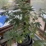 Grow 3 Afghan Kush x Skunk #1 Photo