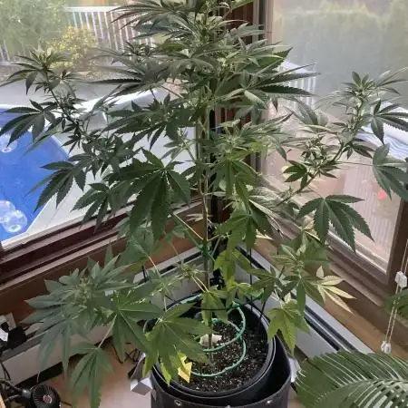 Grow 3 Afghan Kush x Skunk #1 Photo