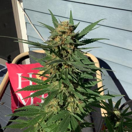 Grow 3 Afghan Kush x Skunk #1 Photo