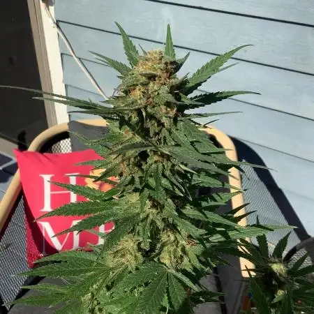 Grow 3 Afghan Kush x Skunk #1 Photo